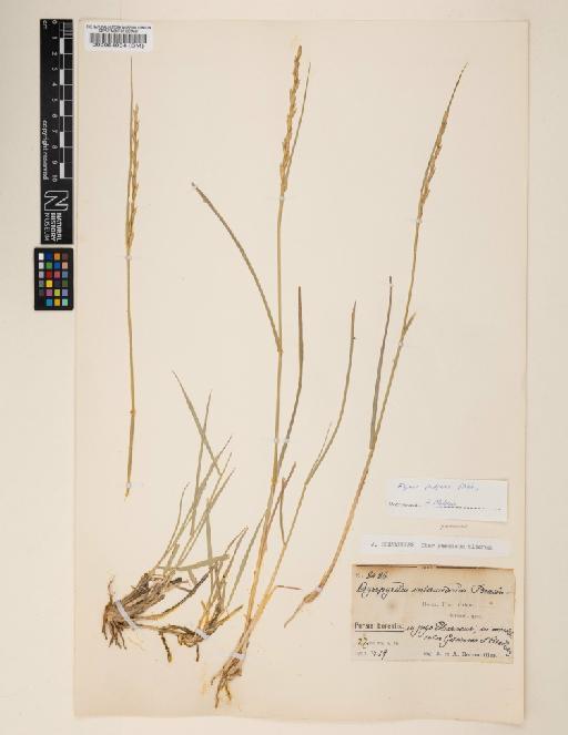 Elymus hispidus subsp. podperae (Nábělek) Melderis - 000064004