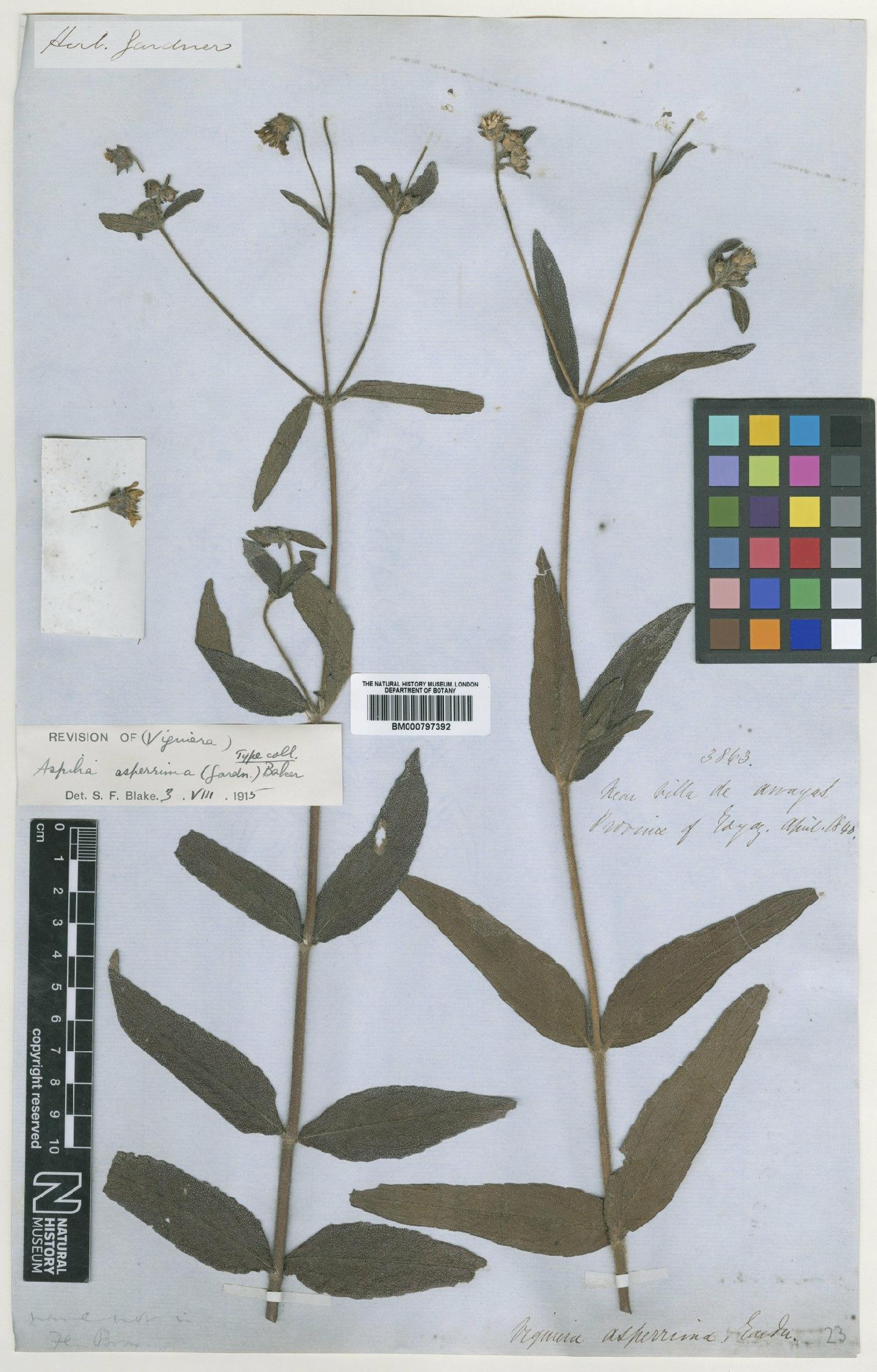 To NHMUK collection (Aspilia asperrima (Gardner) Baker; Type; NHMUK:ecatalogue:4990162)