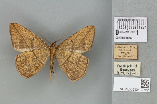 Alex palparia palparia (Walker, 1861) - 012499732_reverse