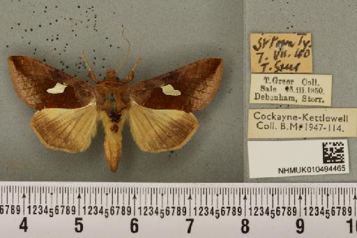 Autographa bractea ab. bracteana Strand, 1916 - NHMUK_010494465_550119