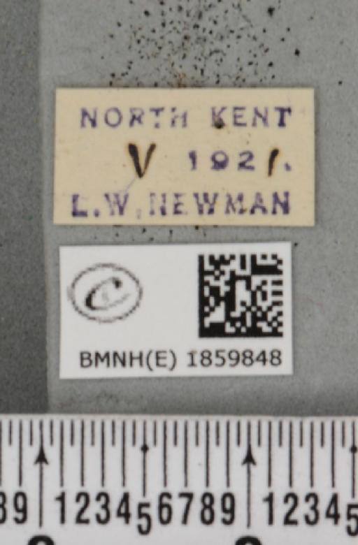 Pseudopanthera macularia (Linnaeus, 1758) - BMNHE_1859848_label_430185