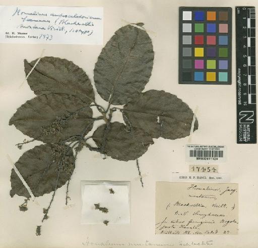 Homalium austrocaledonicum Seem. - BM000611134