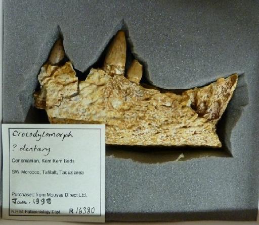 Hamadasuchus Buffetaut, 1994 - R16380 crocodylomorph