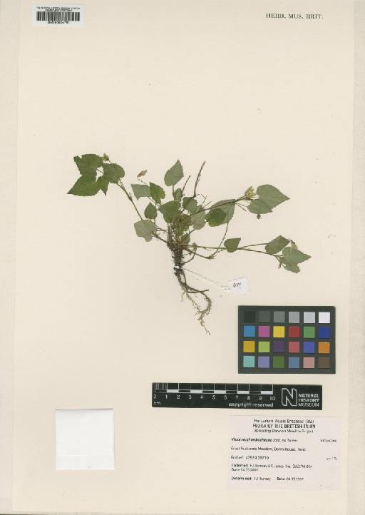Viola reichenbachiana Jord. ex Boreau - BM000954791