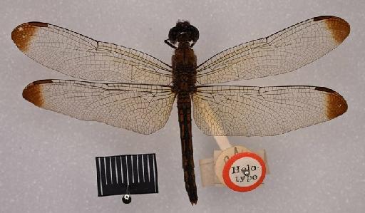 Neurothemis apicalis Kirby, 1889 - BMNHE_1683220-Untamo_apicalis-holotype-habitus