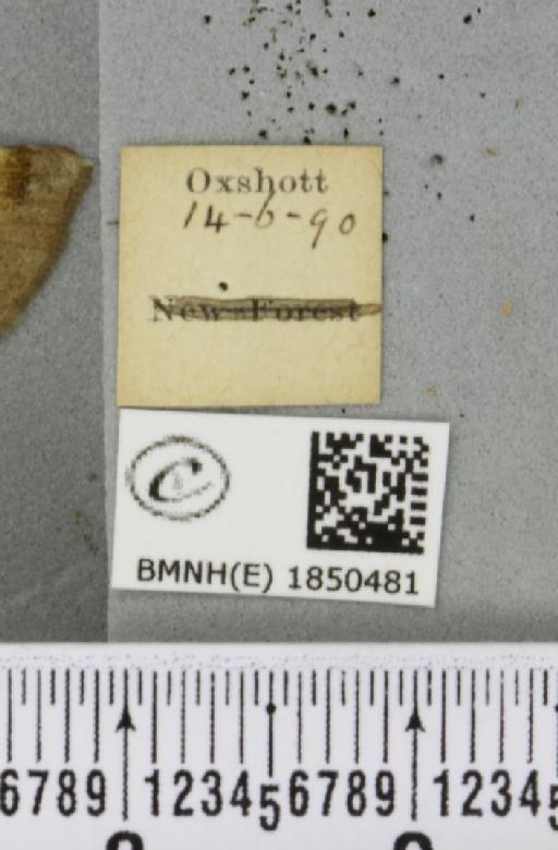 Macaria liturata (Clerck, 1759) - BMNHE_1850481_label_421766