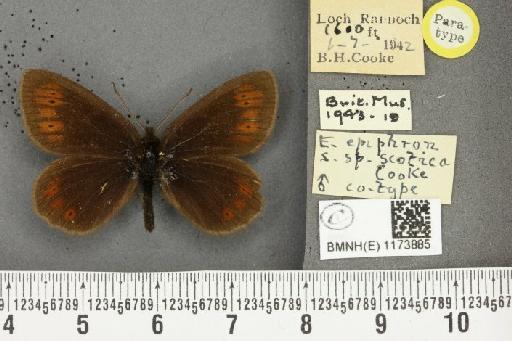 Erebia epiphron mnemon f. scotica Cooke, 1943 - BMNHE_1173885_29377