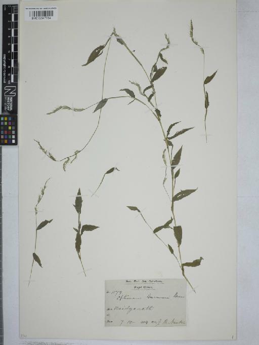 Oplismenus burmanni (Retz.) P.Beauv. - 012547784