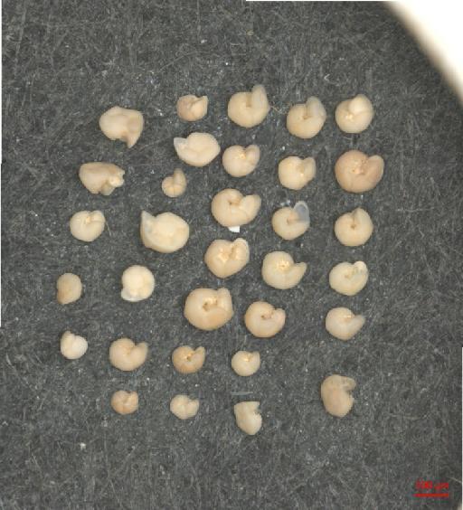 Globorotalia truncatulinoides (d'Orbigny) - ZF5854