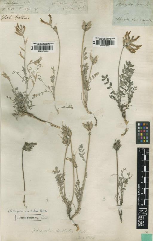 Astragalus albicaulis DC. - BM000751018