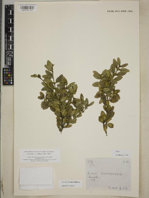 Buxus sempervirens L. - BM013411725