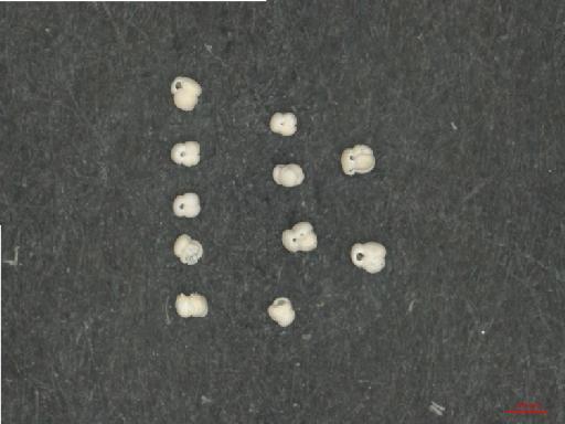 Globigerinoides ruber (d'Orbigny) - ZF6287