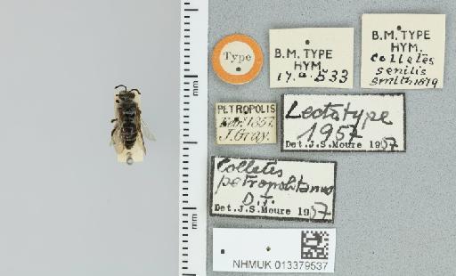 Colletes senilis Smith, F., 1879 - 013379537_835880_-