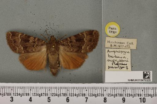 Amphipyra berbera svenssoni Fletcher, D.S., 1968 - NHMUK_010479326_a_571724