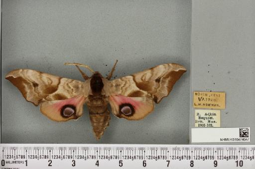 Smerinthus ocellata ocellata (Linnaeus, 1758) - NHMUK_010474647_524942