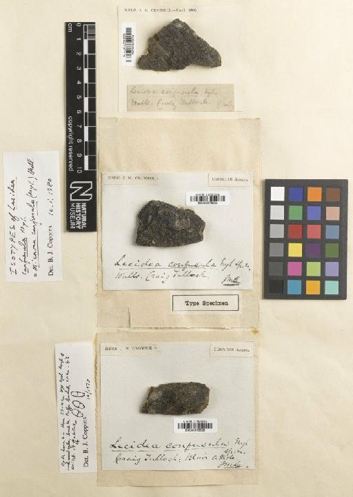 Micarea subnigrata (Nyl.) Coppins & H.Kilias - BM000975534