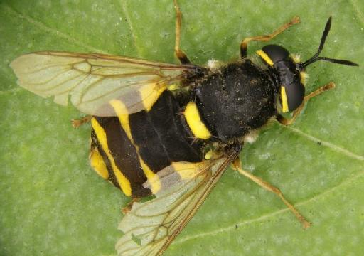 Stratiomys potamida Meigen, 1822 - Stratiomys_potamida-NHMUK010264941-non_type-dorsal_habitus