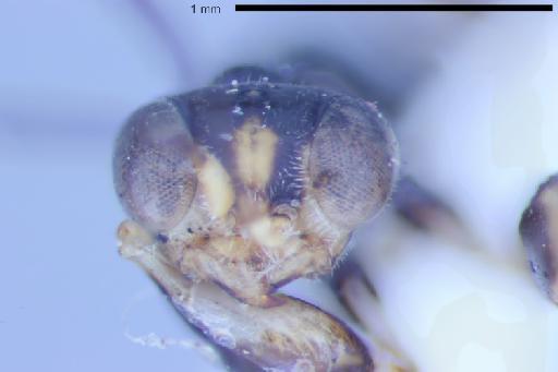 Prioranteon casalei Olmi, 1984 - Deinodryinus_casalei-NHMUK010265031-holotype-female-head_face-8_0x