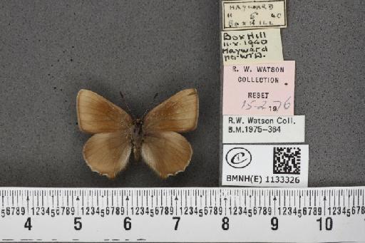 Callophrys rubi ab. cinerascens Rebel, 1910 - BMNHE_1133326_97434