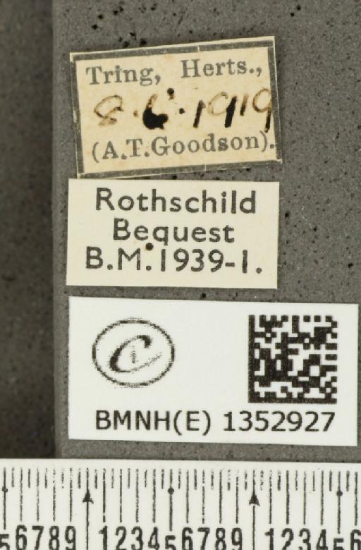 Ochlodes sylvanus (Esper, 1777) - BMNHE_1352927_label_155741