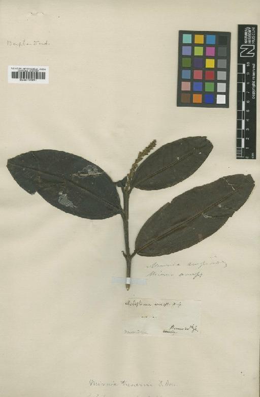Miconia scorpioides (Schltdl. & Cham.) Naudin - BM001008051