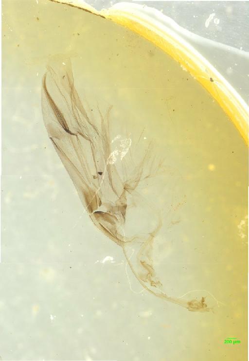 Rutelinae MacLeay, W. S., 1819 - 010189522___12