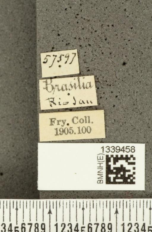 Isotes brasiliensis (Jacoby, 1888) - BMNHE_1339458_label_22537