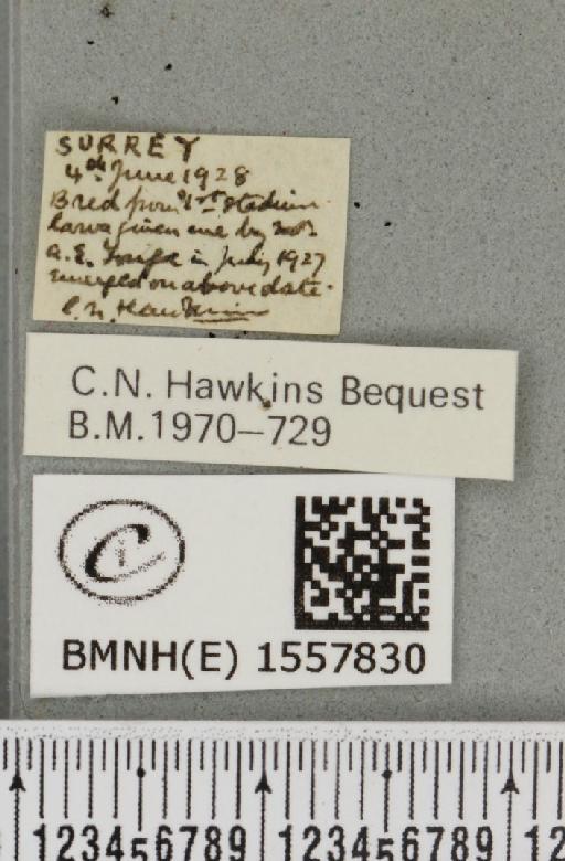 Orgyia recens (Hübner, 1819) - BMNHE_1557830_label_256996