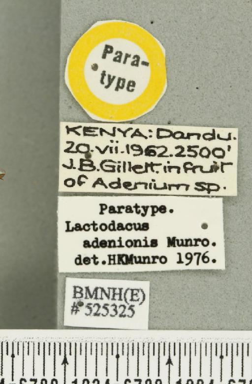 Dacus (Psilodacus) adenionis (Munro, 1984) - BMNHE_525325_label_38690