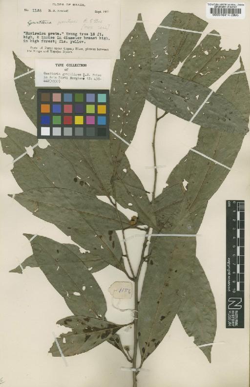 Guatteria punctata (Aubl.) R.A.Howard - BM000546414