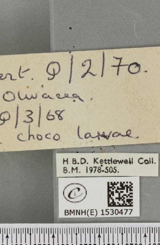 Lasiocampa quercus quercus (Linnaeus, 1758) - BMNHE_1530477_label_195816