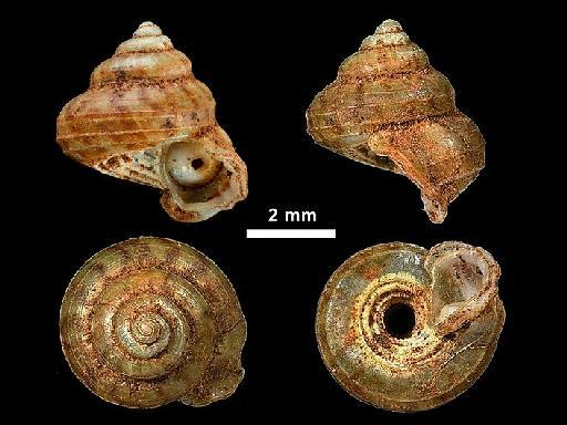 Cyathopoma latilabre Beddome, 1875 - 1912.4.16.900, LECTOTYPE, Cyathopoma latilabre Beddome, 1875