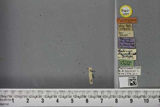 Liriomyza blechi Spencer, 1973 - BMNHE_1473987_49148