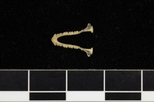 Triaenops pauliani, Goodman & Ranivo, 2008 - 1913_2_18_1-Triaenops_pauliani-Holotype-Skull-mandible-occlusal