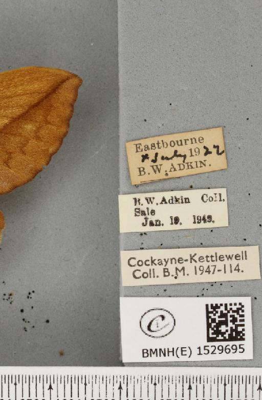Euthrix potatoria ab. diminuta Tutt, 1902 - BMNHE_1529695_label_197160