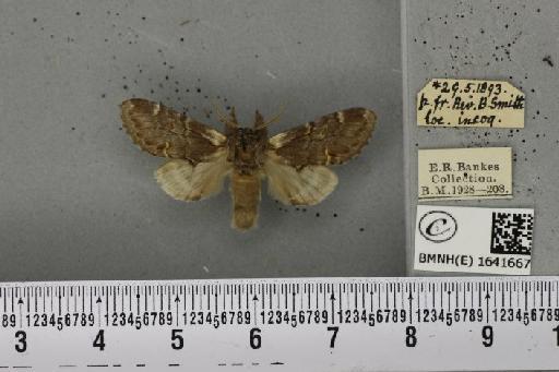 Notodonta dromedarius (Linnaeus, 1758) - BMNHE_1641667_244314