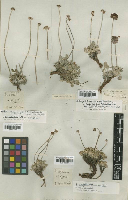 Eriogonum ovalifolium Nutt. - BM001024526