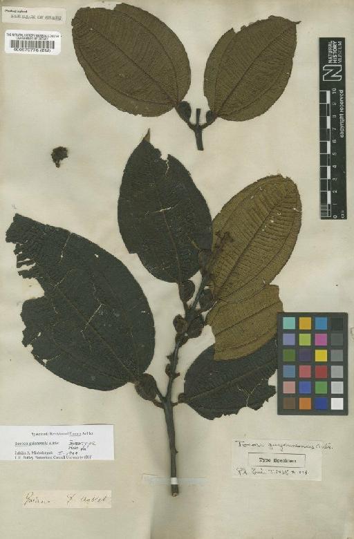 Tococa guianensis Aubl. - BM000570776