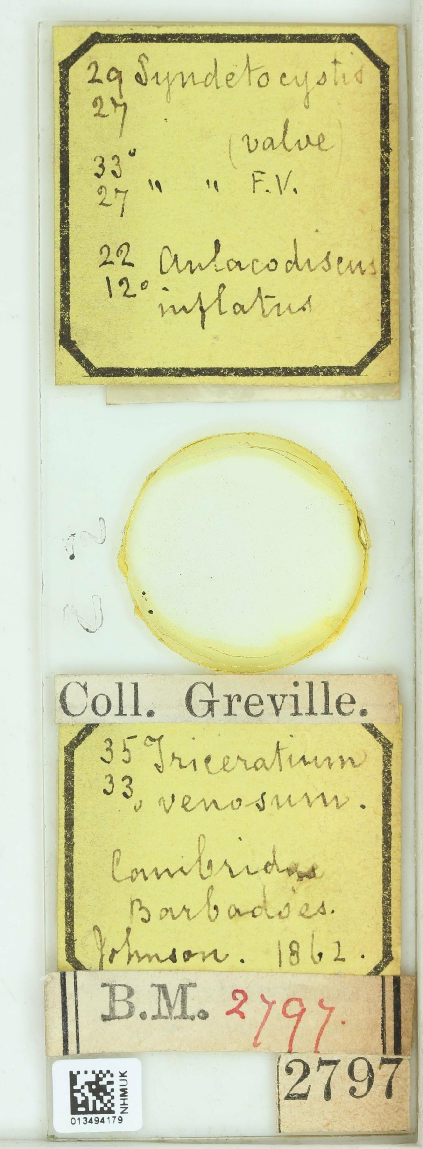 To NHMUK collection (Syndetocystis grevilleanus Grev. ex H.H.Chase & W.C.Walker; NHMUK:ecatalogue:4738391)