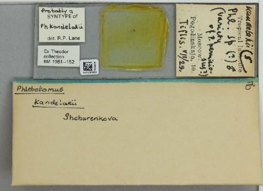 Phlebotomus (Larroussius) kandelakii kandelakii Shchurenkova - 015283861_811457_1329594_157786_Type