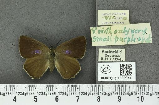 Neozephyrus quercus ab. obsoleta Tutt, 1907 - BMNHE_1135941_94065