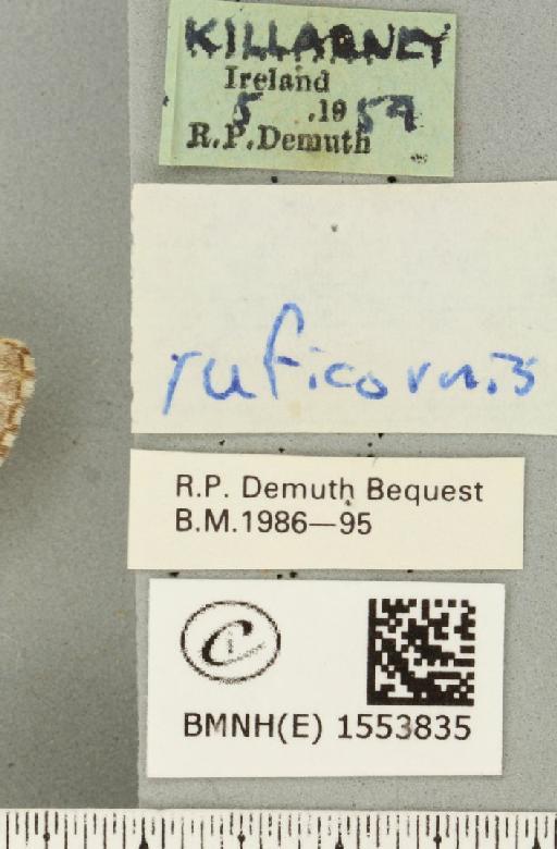 Drymonia ruficornis (Hufnagel, 1766) - BMNHE_1553835_label_243892