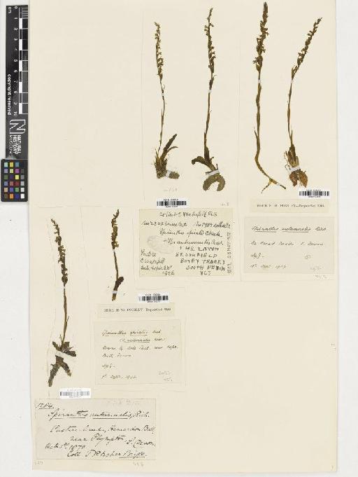 Spiranthes spiralis (L.) Chevall. - BM001164275