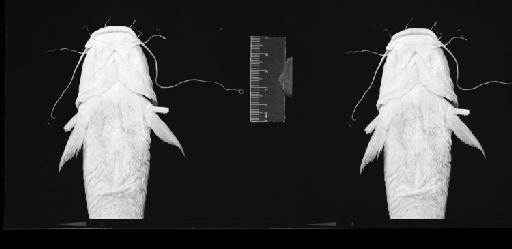 Macrones elongatus Günther, 1864 - 1855.9.19.1099 (head ventral) from negative 800DPI