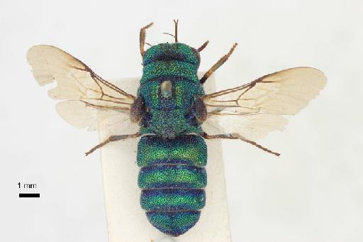 Parnopes chrysoprasinus Smith, F., 1874 - Parnopes_chrysoprasinus-BMNH(E)#970940_type-dorsal-0_8X