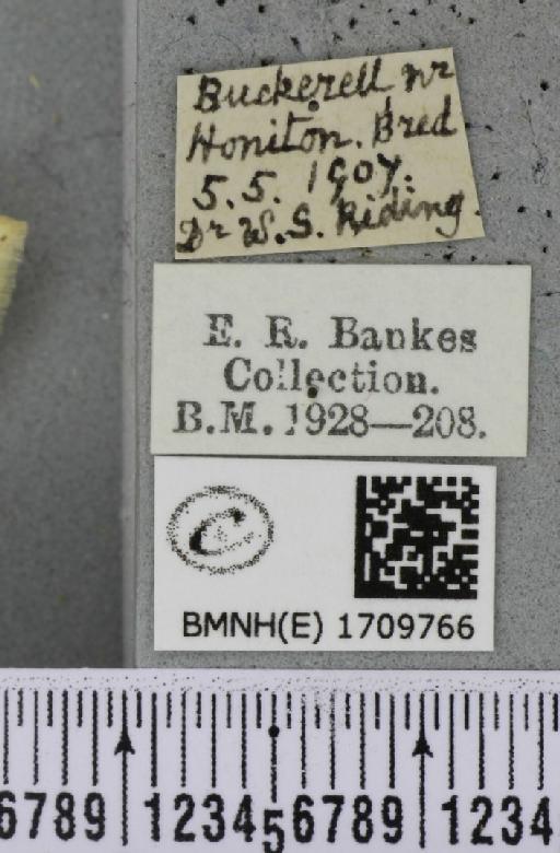 Cyclophora annularia ab. fasciata Lempke, 1949 - BMNHE_1709766_label_273740