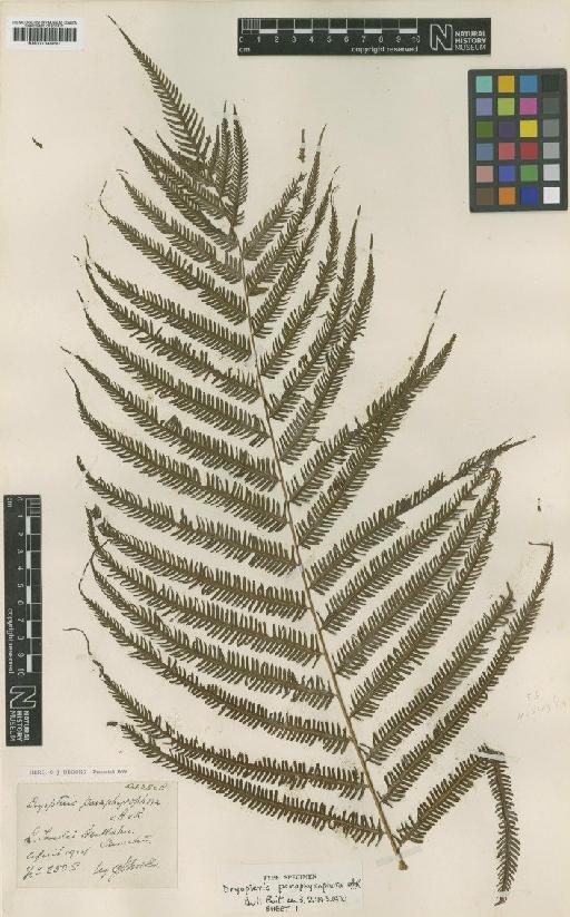 Amphineuron paraphysophorum (Alderw.) Holttum - BM001045091