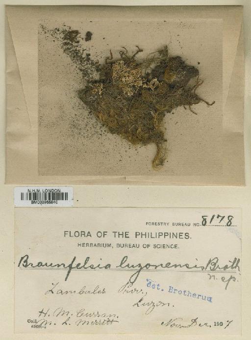 Braunfelsia luzonensis Broth. - BM000965840