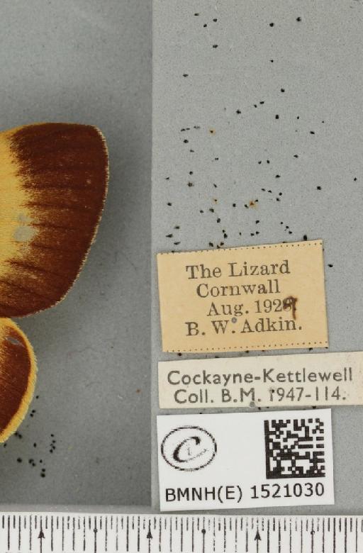 Lasiocampa quercus quercus (Linnaeus, 1758) - BMNHE_1521030_label_194400