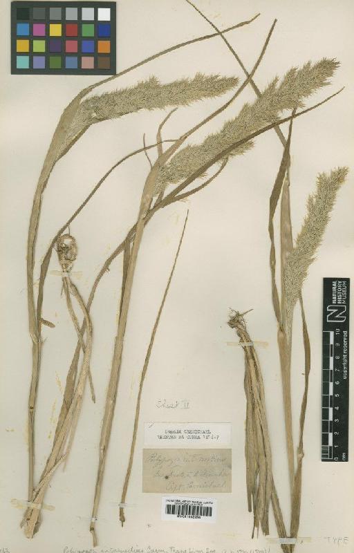 Polypogon mollis (Thouars) C.E.Hubb. & E.W.Groves - BM001042254
